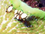 Anemone Shrimp