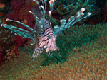 Common Lionfish