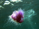 Crown Jellyfish