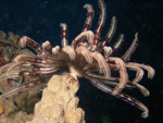 Feather Star