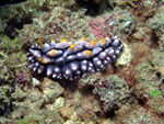 Nudibranch