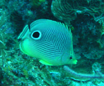 Foureye Butterflyfish