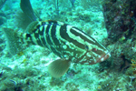 Nassau Grouper