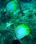 Spotfin Butterflyfish