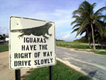 Iguanas......