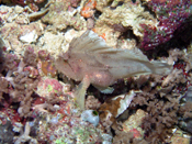 Leaf Scorpionfish