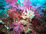 Soft Coral