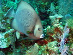 Gray Angelfish